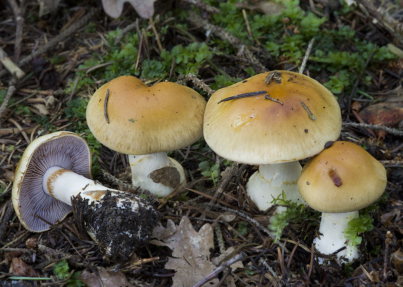 Cortinarius varius